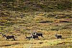 Migration von einer Gruppe von Caribou Stier durch Tore über den Arctic National Park & Park in der Gegend um das Quellgebiet Alatna River, Arktische Alaska, Herbst