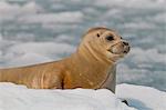 Harbor Seal ruht auf Eisscholle in der Nähe von Überraschung Gletscher in Harriman Fjord, Prince William Sound, South Central Alaska, Sommer