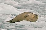Harbor seal sleeps on ice floe near Harvard Glacier in College Fjord, Prince William Sound, Southcentral Alaska, Summer