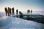 Local Alaskans & News Crews view whales trapped by sea ice through a breathe hole near Point Barrow during the 1988 California Gray Whale Rescue, Arctic Alaska, Winter/n