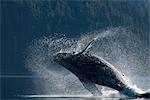Violation de la baleine à bosse dans les eaux de l'été dans l'Inside Passage, sud-est de l'Alaska,