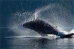 Violation de la baleine à bosse dans les eaux de l'été dans l'Inside Passage, sud-est de l'Alaska,