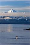 Buckelwal schlägt die Egel auf der Oberfläche in der Nähe von Benjamin Insel in Lynn Canal mit den Schnee bedeckten Gipfeln der Chilkat Berge im Hintergrund, Southeast Alaska, Winter, COMPOSITE