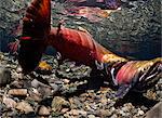 Coho mâles se disputent agressivement les femelles en puissance ruisseau, Delta de la Copper River près de Cordova et Prince William Sound, centre-sud de l'Alaska