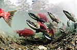 Mature male Sockeye salmon on spawning grounds, Power Creek, Copper River Delta, Prince William Sound,  Southcentral Alaska