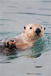 Close up view of a Sea Otter holding a small starfish while swimming in Prince William Sound, Alaska, Southcentral, Fall