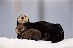 Female Sea Otter geschleppt heraus auf einem Schnee-Hügel mit Neugeborenen Pup, Prince William Sound, Alaska, Kenai, Winter