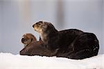 Female Sea Otter geschleppt heraus auf einem Schnee-Hügel mit Neugeborenen Pup, Prince William Sound, Alaska, Kenai, Winter