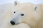 Un ourson polaire repose sa tête sur sa mère en hiver coulbaux, Manitoba, Canada,