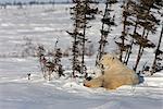 Twin Polar Bear (Ursus maritimus) cubs snuggle with their mother in the snow, Wapusk National Park, Manitoba, Canada, Winter