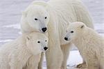 Porträt der beiden Yearling Eisbär (Ursus Maritimus) jungen sitzt mit ihrer Mutter in Churchill, Manitoba, Kanada, Winter