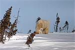 A Polar Bear (Ursus maritimus) cub walks between its mother's rear legs in Wapusk National Park, Manitoba, Canada, Winter