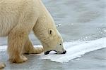 A Polar Bear boar takes a bite of ice while standing on a frozen lake in Churchill, Manitoba, Canada, Winter