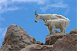 A mountain goat nanny and her kid balance on the rocks atop Mount Evans, Colorado, USA, Summer