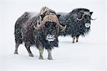 Vue d'une paire de taureaux bœufs musqués dans le centre de Conservation de la faune de l'Alaska pendant une chute de neige fraîche, Portage, centre-sud de l'Alaska, hiver, CAPTIVE