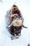 A bull muskox trudges through deep snow at the  Alaska Wildlife Conservation Center, Portage, Southcentral Alaska, Winter, CAPTIVE