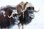 Portrait d'un boeuf musqué de deux bull avec leurs visages couverte de neige, centre de Conservation de la faune de l'Alaska, Portage, centre-sud de l'Alaska, hiver, CAPTIVE