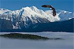 Aigle à tête blanche s'élève au-dessus de l'Inside Passage et la forêt nationale de Tongass avec la chaîne côtière à l'arrière-plan, sud-est de l'Alaska, hiver, COMPOSITE