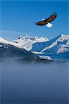 Weißkopfseeadler schwebt über Nebel im Tongass National Forest mit dem Küstengebirge und der Mendenhall-Gletscher im Hintergrund, Southeast Alaska, Winter, COMPOSITE