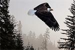 Bald Eagle soars through mist in the Tongass National Forest, Southeast Alaska, Winter, COMPOSITE
