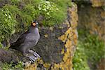 Crested Auklet perched on a rock surrounded by green vegetation, Saint Paul Island, Pribilof Islands, Bering Sea, Southwest Alaska