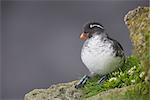 Parakeet Auklet sitting in green vegetation on ledge during Summer, Saint Paul Island, Pribilof Islands, Bering Sea, Alaska