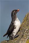 Parakeet Auklet perched on steep cliff wall during Summer, Saint Paul Island, Pribilof Islands, Bering Sea, Alaska