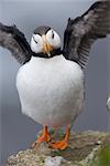 Horned Puffin with wings outstretched, Saint Paul Island, Pribilof Islands, Bering Sea, Southwest Alaska