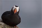 Puffin thront auf Felsen-Kante, Saint-Paul-Insel, Pribilof Islands, Beringmeer, Südwesten Alaskas getuftet