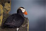 Tuffeté Macareux moine assis sur le rebord de la falaise dans la lumière du soir, l'île Saint Paul, du sud-ouest de l'Alaska des îles Pribilof, mer de Béring