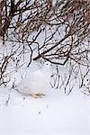 A Willow Ptarmigan blends in against snow in its winter plumage in Churchill, Manitoba, Canada, Winter
