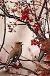 A Bohemian Waxwing feasts on Mountain Ash berries in downtown Anchorage, Southcentral Alaska, Winter/n