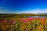 View of the Alaska Range from the Denali Highway with Fireweed and a kettle pond in the foreground, Interior Alaska, Summer