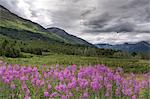 Schmalblättriges Weidenröschen Blüten in Turnagain Pass, Kenai-Halbinsel, South Central Alaska, Sommer, HDR-Bild anzeigen