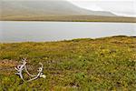 Un ensemble d'andouillers de caribou repose aux côtés de l'amont de la rivière Alatna dans les portes du Parc National & réserve de l'Arctique, Arctique de l'Alaska, automne
