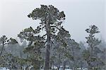 Beard lichen hanging from the branches of pine trees growing along the edge of a muskeg on a misty morning in the Tongass National Forest, Southeast Alaska, Winter