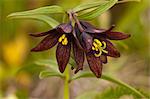 Close up of Chocolate Lily blooms in the Eklutna Flats along the Glenn Highway north of Anchorage, Southcentral Alaska, Summer/n
