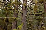 Moss hangs from the branches of old growth Spruce and Hemlock trees in Tongass National Forest, Inside Passage, Southeast Alaska, Summer