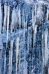 Icicles formed from groundwater seepage hang from a rock ledge, Tongass Forest, Juneau, Southeast Alaska