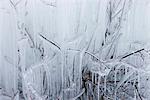 Icicles hanging from branches