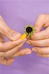 Picking petals from flower