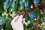 Hand Kaffee Beeren pflücken