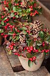 Pots décoratifs avec des cônes de sapin et Checkerberry