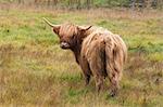 Highland Cattle