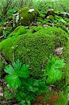 Moos bedeckte Felsen im Wald, Fluss Soca, Slowenien