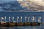 Dock in Winter, Buvik, Kvaloy, Troms, Norway