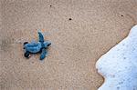 Green Sea Turtle Jungtier freigebend nach Inkubation, Sumba, Kleine Sunda-Inseln, Indonesien