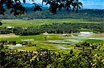 Rice Fields, West Sumba, Lesser Sunda Islands, Indonesia