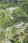 Murs en torchis de rizières en terrasses d'Ifugao culture, Banaue, patrimoine mondial de l'UNESCO, de la Cordillère, Luzon, Philippines, Asie du sud-est, Asie
