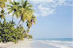 Palmiers sur la plage, Jacmel, Haïti, Antilles, Caraïbes, Amérique centrale